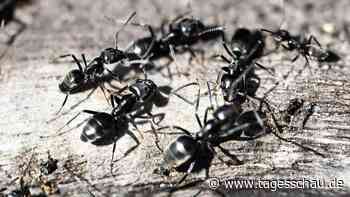 Aggressive Mittelmeer-Ameise breitet sich in Deutschland aus
