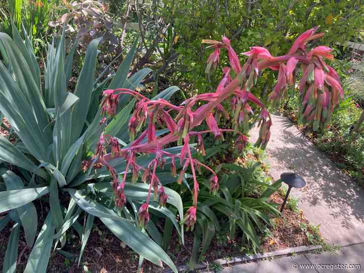 Why an ability to chill may explain the proliferation of blossoms right now