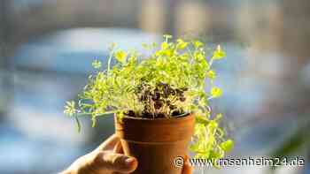 Beim Petersilie pflanzen kann man Fehler machen – mit 5 Tipps geht sie Ihnen nie wieder ein