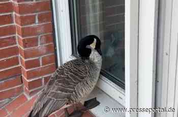 POL-KI: 250412.1 - Kiel: Ein GANS besonderer Fehlalarm