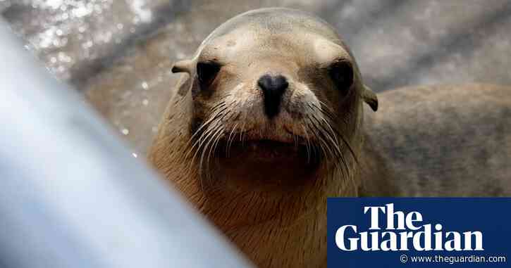 Inside the fight to save California’s dying sea lions from toxic algae: ‘We’re like 911 operators’
