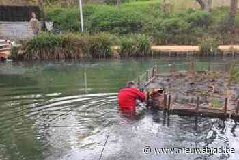Brandweer redt eendje dat geklemd zit