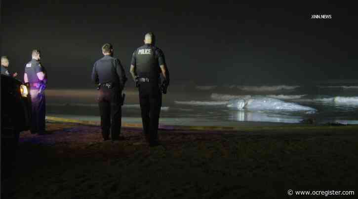 Dead whale washes ashore in Huntington Beach
