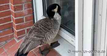 Süßer Fehlarm: Wildgans löst Polizeieinsatz in Kiel aus