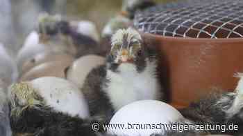 So süß! Im Phaeno Wolfsburg sind die ersten Küken geschlüpft
