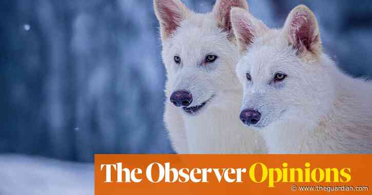 Why resurrect the dire wolf when existing animals are facing extinction? | Martha Gill