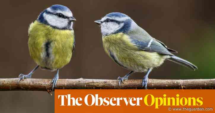 We need to take our feathered friends under our wing – before it’s too late | Alison Phillips