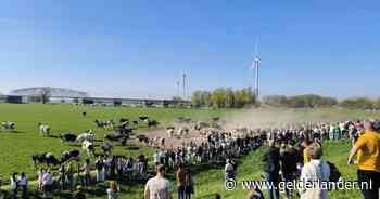 KIJK | Koeien gaan na maanden in de stal ‘dansend’ de wei in