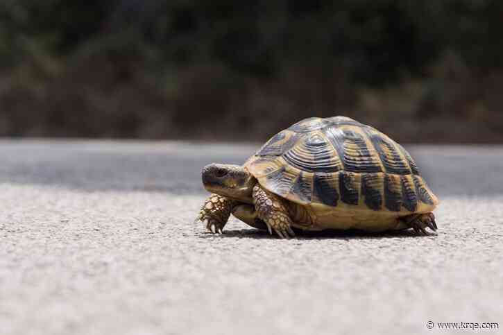 A bucket of beans and someone's pet turtle: Uber reveals 'most unique' items passengers left behind