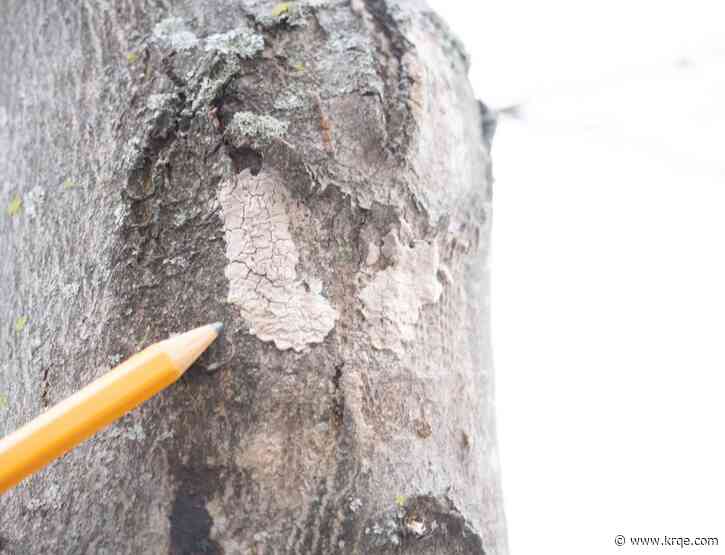 Officials want you to destroy these mud-like masses 'before they hatch'