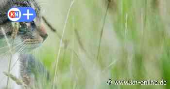 Schleswig-Holstein: Jagdverband fordert Plicht zum Katzen-Führerschein