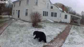 Bear plays in the snow in yard of West Hartford home