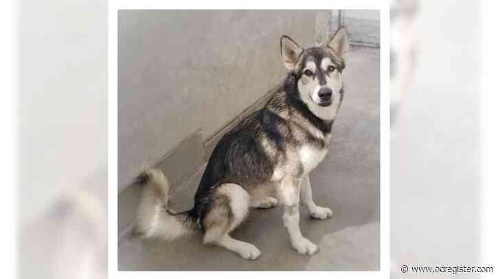 Shepherd-husky mix Lobo is a gentle, friendly boy