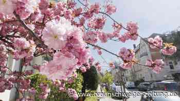 22 Frühlings-Fotos: So schön blüht es in Braunschweig