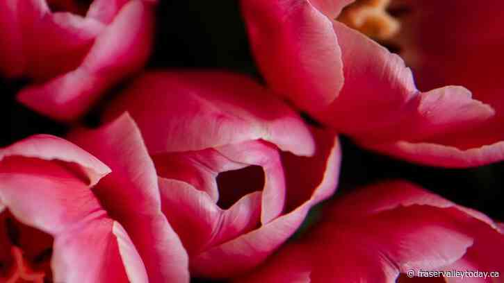 Trespassers, high demand prompt local Tulip Festival to re-open fields