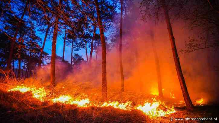 Brandweermensen nog de hele nacht bezig met bosbrand, zee van vlammen