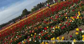 Hertfordshire's new tulip fields open with more than 100 varieties to see