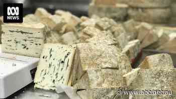 Australians choosing cheaper imported cheese in cost-of-living crisis
