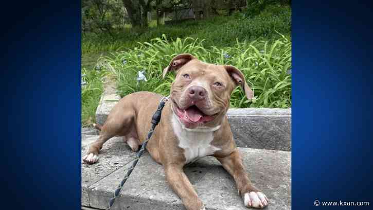 Austin Pets Alive! hosts showcasing for new pet hospital