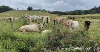Measure and monitor for mature cow weight