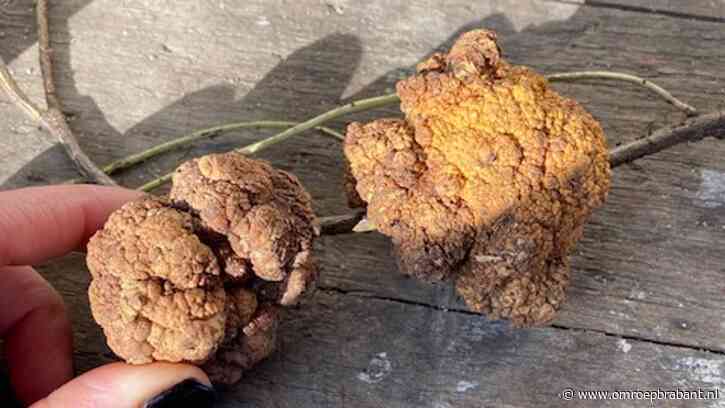 Rare knobbels aan wortels, wat is hier aan de hand? Frans weet het!