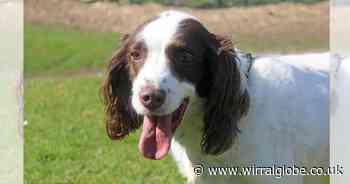 Could beautiful Bailey be the dog for you? 