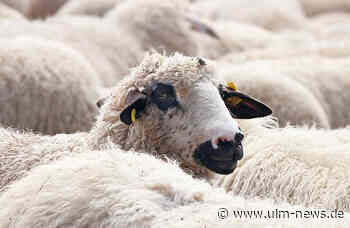 Dreister Diebstahl einer Schafherde