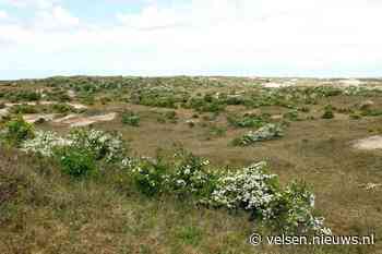 Vandaag in het duin #38: Op zoek naar éénstijlige meidoorn