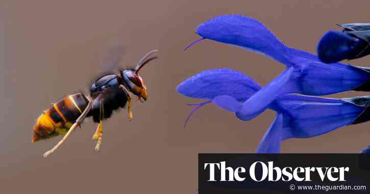 ‘Unprecedented’ sightings of Asian hornets raise fears for UK bees