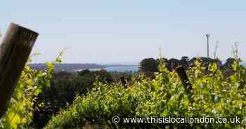 These silky pinot noir wines from vineyard with a sea-view are impressive
