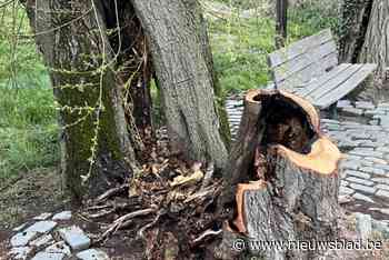Felle zon en droogte zetten oude boom in lichterlaaie