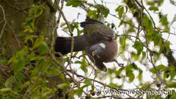 112-nieuws: ernstig ongeluk in Handel • dronken man door politie gestopt