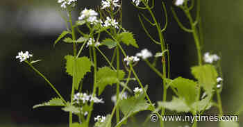 Artists Stand Up for Invasive Species