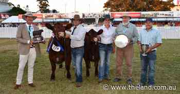 Cow continues winning streak, rises above the rest in Shorthorn ring at Sydney