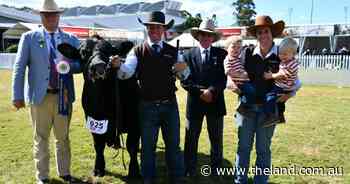 Elite performance for Simmental breeder with 75pc of broad ribbon success