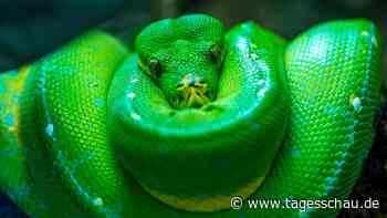 Schlangen, Spinnen, Skorpione - Südafrika geht das Gegengift aus