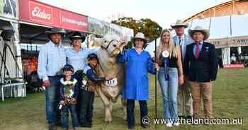 'Fantastic red meat bull' from Singleton sweeps the field in Charolais