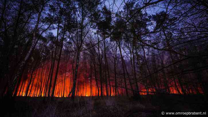 Sein 'brand meester' voor grote bosbrand in Loonse en Drunense Duinen