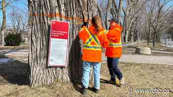 Why Montreal is cutting down some century-old trees in this park