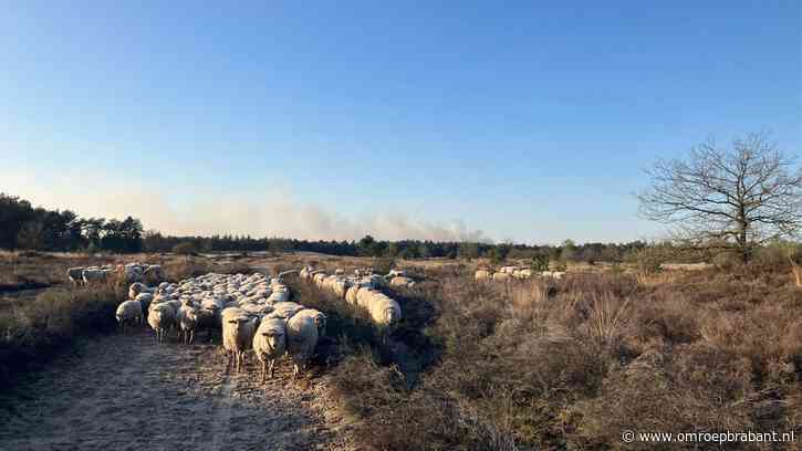 Bart vlucht met schaapskudde uit duinen om brand: 'Zorgen dat je wegkomt'