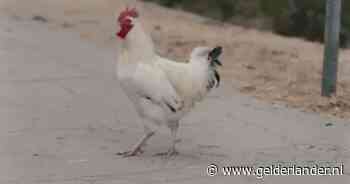 Waarom beweegt een kip zijn kop tijdens het lopen?