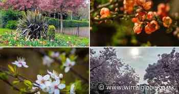 Beautiful blossom brightening up Wirral this springtime