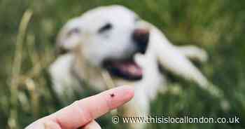 Vet issues Lyme Disease warning to dog owners amid tick season - how to spot
