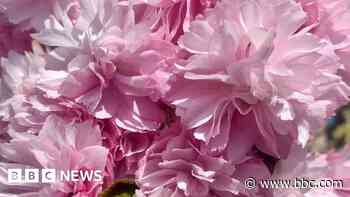 Your photos: Sunshine and flowers
