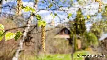 Holzbesteck und Sperrholz: WWF: Russisches Holz landet massenweise in Deutschland