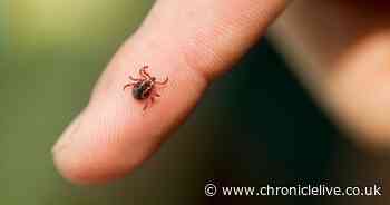 NHS guide to removing ticks safely and Lyme disease symptoms in people and pets