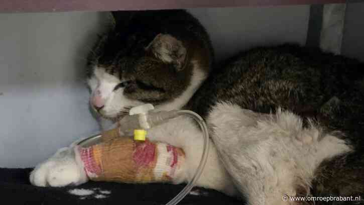 Mishandeld katje gevonden in schuur: 'Stukje van haar poot afgeknipt'