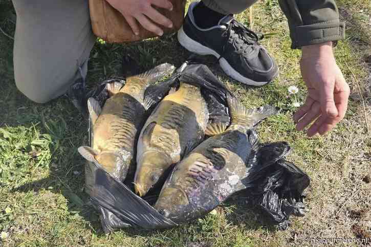 Illegale karpervangst in Purmerend leidt tot boete en mogelijke royementen “een ernstige overtreding”