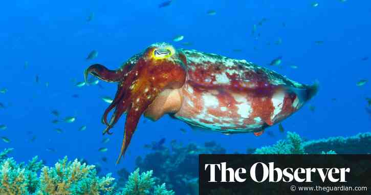 ‘They called it black gold’: but should cuttlefish be on our menus?