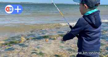 Fischereischein in SH: Warum junge Angler im Urlaub bald leichter fischen könnten